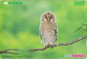 Carte JAPON - ANIMAL OISEAU HIBOU CHOUETTE HULOTTE - OWL BIRD JAPAN Kansai card - Foto 1 di 1