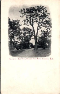OLD OAKS Beacon Hill Park VICTORIA B.C. Canada UDB Postcard - Imagen 1 de 2