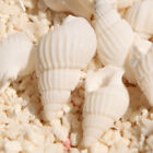 Pack 100 Seashells Shells Mini Conch Beach Wedding Fish Tank Crafts Decor