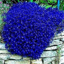 AUBRIETA 'ROYAL BLUE' 50 SEMI - AUBRETIA GRACILIS BLU VIABLE SEEDS