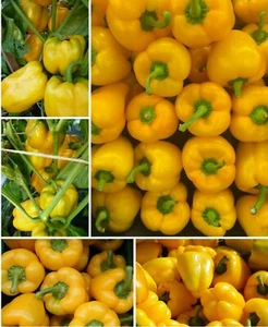 Paprika-Chinese Gigant-groß blockig süß knackig dickfleischig GELB 20 -100 Korn - Bild 1 von 3