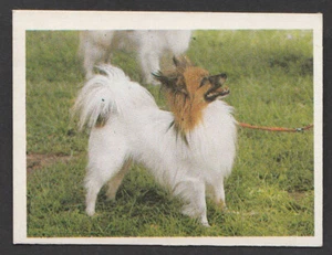 Dogs - Spanish Trade Trading card circa 1985 #186 Papillon Butterfly Dog - Picture 1 of 2
