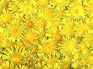 100.000 Samen Taraxacum officinale Großpackung essbar LÖWENZAHN winterhart - Bild 1 von 4