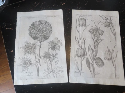 Botanicals - Florilegium Renovatum Et Avctvm, 1641 De Bry 2 platos 52,33 Foto 1 de 4