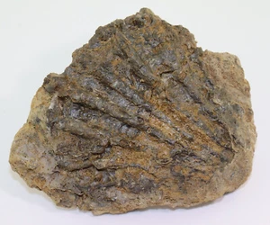 Muschel, Ctenostreon pectiniformis, Jura, Bajoc, Sengenthal, Oberpfalz, BRD-L288 - Bild 1 von 5