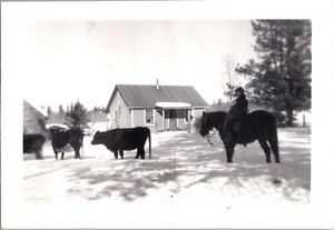Vintage 1950s Rider on Horse with Cattle at Farmhouse, Black & White Photo - Picture 1 of 2