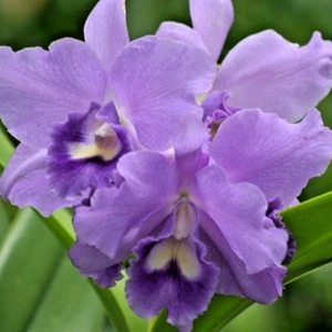 Planta Orquídea Cattleya Volcán Maceta Azul Tamaño 3-4 Pulgadas - Imagen 1 de 4