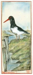 Kunstdruck "Moin, der Austernfischer" - von OLE WEST - (265) - Bild 1 von 1