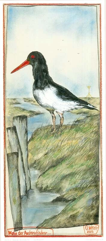 Kunstdruck "Moin, der Austernfischer" - von OLE WEST - (265) - Bild 1 von 1