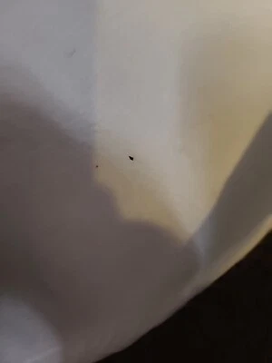 Bloodhound gang hooray for boobies 90's 2000's Promo Cassette Vintage  - Image 1 of 2