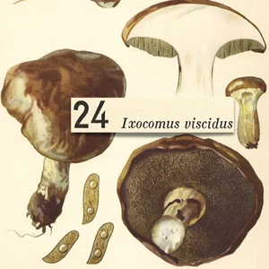HONGO HongosI Sticky Bolete VISCIDUS DE COLECCIÓN Litografía Impresión Otto Uzak 1951 - Imagen 1 de 2