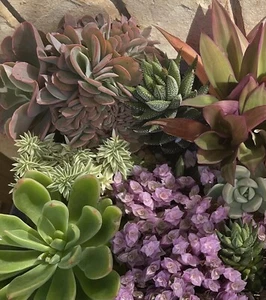 Succulent box!! 15x Cuttings Echeveria, Haworthia, Crassula,Euphorbia, 100’s - Picture 1 of 24