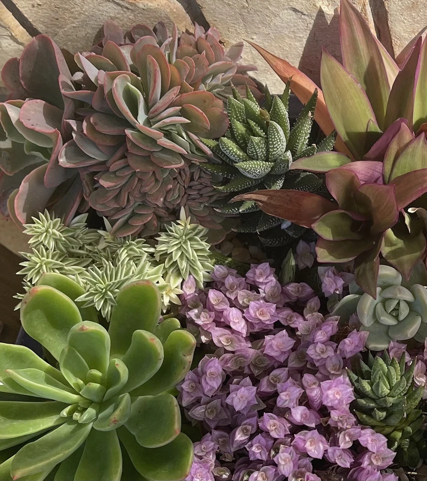 Succulent box!! 15x Cuttings Echeveria, Haworthia, Crassula,Euphorbia, 100’s - Image 1 of 4