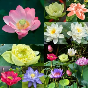 160pcs Bowl Lotus Seeds Mixed Lotus Seeds for Planting Water Features Bonsai - Picture 1 of 7