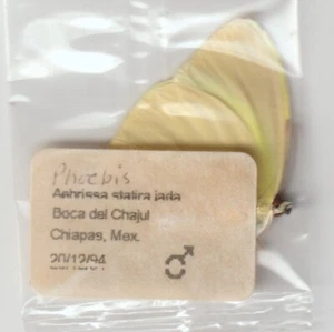 APHRISSA STATRA HERMOSO ESPÉCIMEN Boca del Chajul, Chiapas, México - Imagen 1 de 2