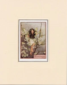 BLACKTHORN FAIRY Original Vintage 1940's Cecily Mary Barker Print Ready Mounted - Picture 1 of 1