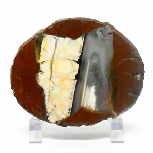 200g Green Thunderegg Agate Geode UV Reactive Natural Chalcedony Crystal Oregon - Bild 1 von 6