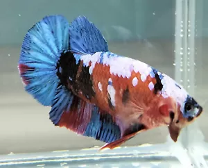 Live Betta Fish Male Galaxy Multicolor HMPK - Picture 1 of 6