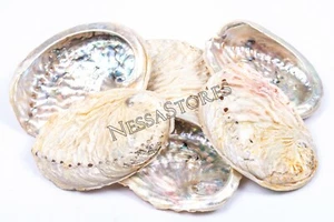 Midae Abalone Sea Shell One Side Polished Beach Craft 3" - 4" (6 pcs) #JC-154 - Picture 1 of 4