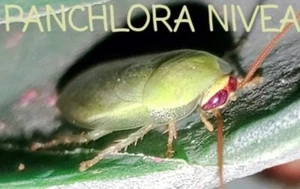 Green Banana Roach Nymphs 25+ - Picture 1 of 2