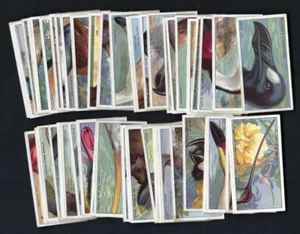 PLAYER - CURIOUS BEAKS - FULL SET OF 50 CARDS - Picture 1 of 2