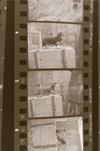 sechs tolle alte Negativrollen - Hunde Dackel Teckel Züchter ? 50-70er Jahre  - Picture 1 of 1