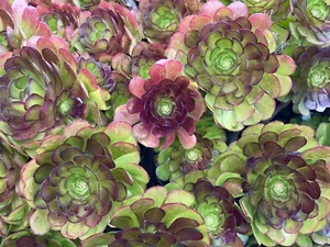 Aeonium Succulent 2-4 Inch Rare Live Unrooted Plant Cutting + Bonus Gift Plant - Picture 1 of 7