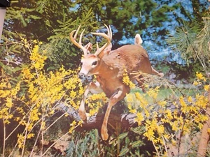 Vintage “Coming Through” Lithograph Deer Jumping 20" x 16” Unframed 1940's - Picture 1 of 7