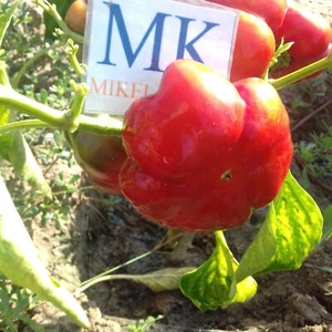 Topepo Rosso , 10 semillas , Capsicum annuum (278) - Picture 1 of 1