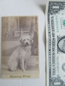 Seltene viktorianische antike 1875 Visitenkarte, großer pelziger Hund, Charley Cary, GESCHENK - Bild 1 von 4