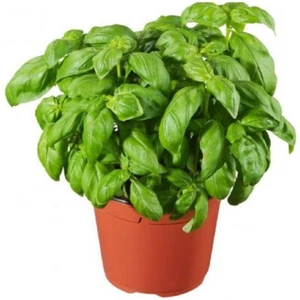 400 SEMI DI BASILICO GENOVESE O BASILICO ITALIANO CLASSICO COLTIVAZIONE AROMATIC - Bild 1 von 5