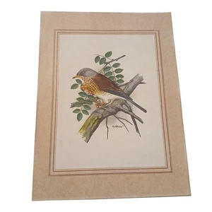 P.H. Gonner signierter mattierter junger Rotkehlchen Vogel Druck 12"x9" mit matt 16"x12" mit matt - Bild 1 von 6