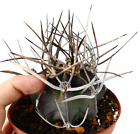 Astrophytum capricorne cv BAWÓŁ (syn. Taiho-gyoku) 75N - - 75N