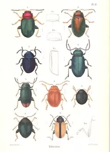 Impresión entomología antigua original del siglo XIX COLOREADA A MANO - Insectos - Escarabajos - Imagen 1 de 2