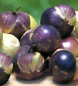 1 Pack 600 Purple Tomatillo Seeds Physalis ixocarpa Cape Gooseberry Organic - Picture 1 of 9