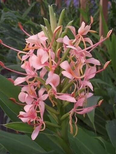 1 - PINK PRINCESS Hedychium Especie/Mariposa Jengibre - Rizoma (No Planta) Foto 1 de 1