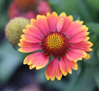 100 Blanket Flower Gaillardia seeds, Native Wildflower organic, FREE S/H - Image 1 of 2