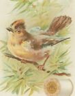 Victorian Trade Card J & P Coats Thread Bird On Branch & 1891 Calendar