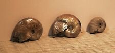 Lot de 3 ammonites nacrées de Bully, France, 1,9 1,8 et 1,2cm
