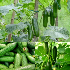 CUCUMBER MUNCHER BURPLESS 12+ Seeds Bulk VEGETABLES Autumn WINTER Spring SUMMER - Picture 1 of 4
