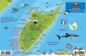 Cozumel Mexico Map & Reef Creatures Waterproof Fish Card Franko Maps - Picture 1 of 2