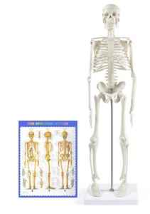breesky 17” Human Skeleton for Anatomy Scientific Model w/ Movable Arms & Legs - Picture 1 of 10