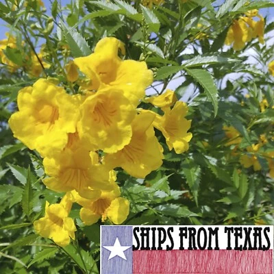 TECOMA STANS, ESPERANZA, YELLOW BELLS,YELLOW ELDER, TRONODOR,TROMPETILLA, 50 SDS - Image 1 of 4