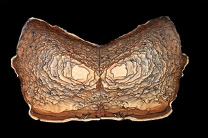 STUNNING AAA GRADE Deschutes Jasper Slab Farfalla Esemplare Coppia - Foto 1 di 1