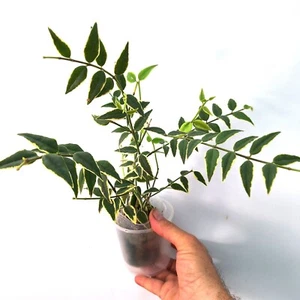 Hoya BELLA 'Variegated' - Bild 1 von 7