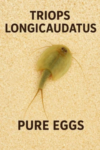 Triops Longicaudatus Urzeitkrebse 50 Eier Pure Eggs / Zuchtansatz / Anleitung - Bild 1 von 3