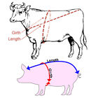 Livestock Animal Body Pigs Cattle Weight Measure Tape Farm Cow Ruler Vet To $r
