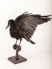 Rook Taxidermy Bird Real Stuffed mount Animal Gothic Tattoo Driftwood Raven 09