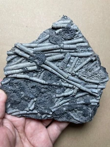 277g Triassic Natural crinoid stem and Trachyceras specimen Geologic rock - Picture 1 of 24