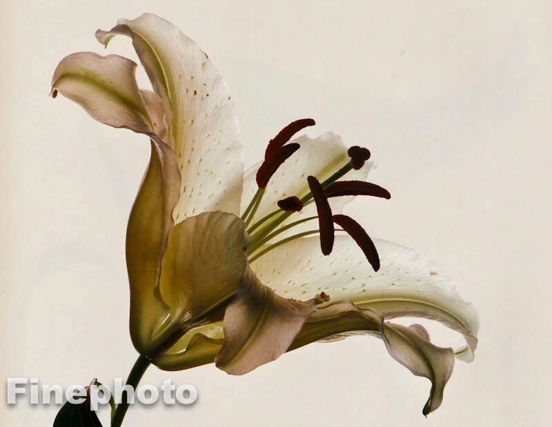 1980 IRVING PENN 复古植物花 LILY Melridge KROMEKOTE 艺术 11x14 — 第 1/1 张图片